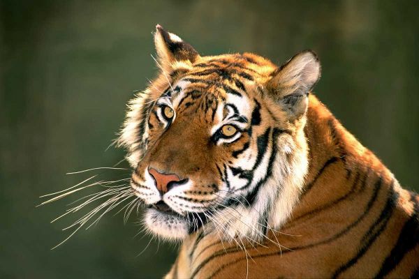 CA, Los Angeles Co, Portrait of Bengal tiger